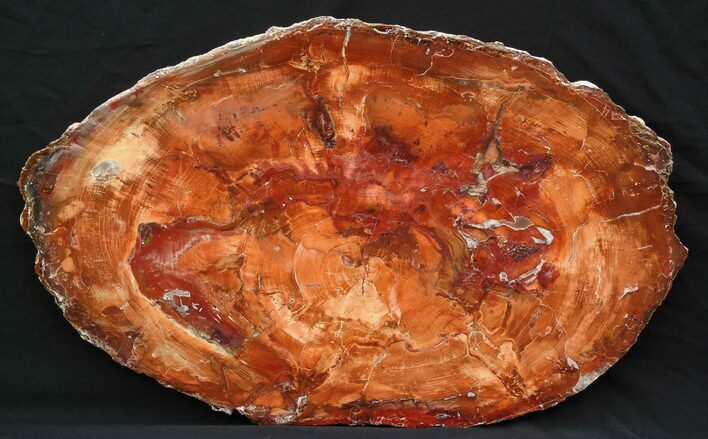 Brilliant Petrified Wood Tabletop - x #6111